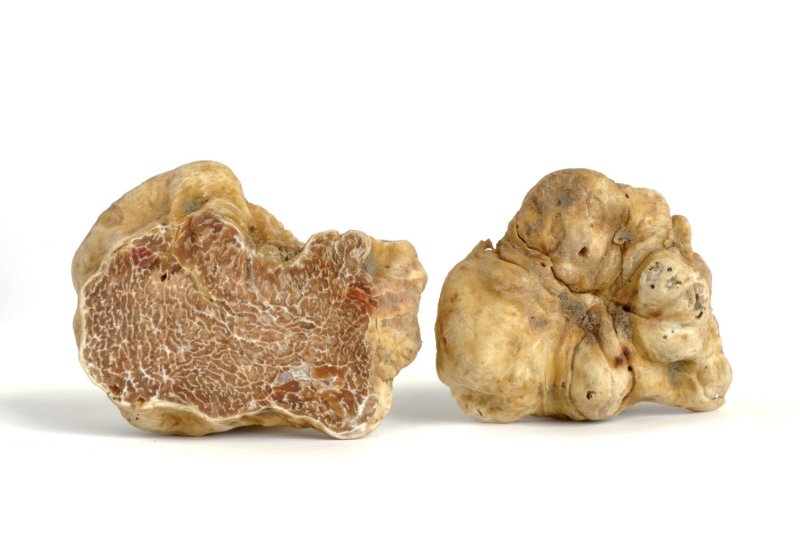 Truffe blanche d'Alba